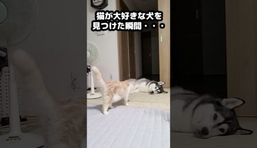 猫が大好きな犬を見つけた瞬間...#猫 #cat