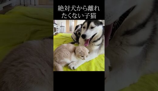 絶対犬から離れたくない子猫がかわいい...#猫 #shorts