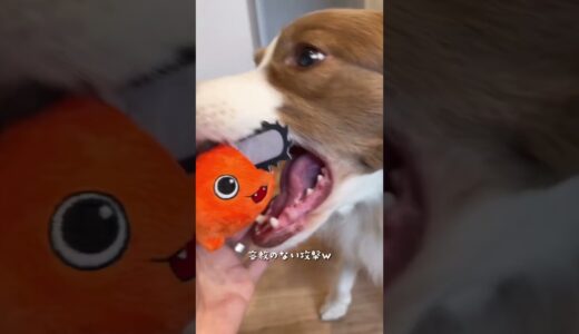 飼い主の声がいつもと違うとテンションが上がる犬が可愛いw【ボーダーコリー】 #shorts