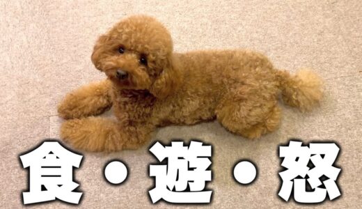 5分で分かる犬との最高の生活。