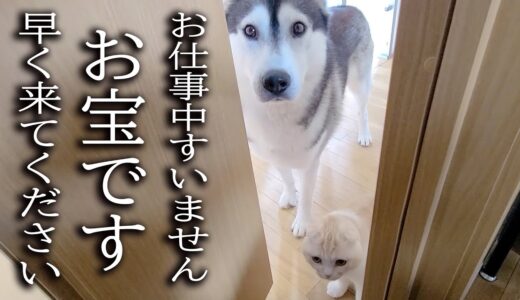 大変なものを見つけて報告に来た子猫と犬について行ってみた結果...