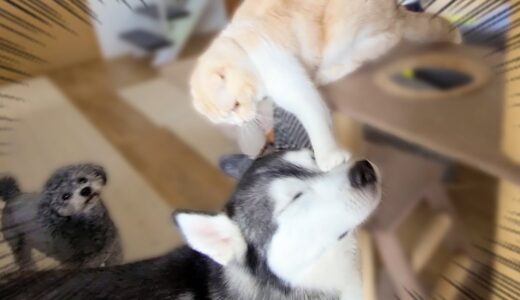 子猫がお尻にうんちをつけていたので犬が指摘したら...笑