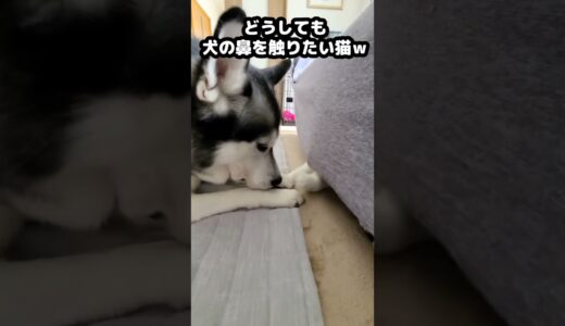 どうしても犬の鼻を触りたい子猫がかわいい...#猫 #cat #shorts