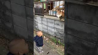 【赤ちゃん】散歩中に犬とお話しする息子#shorts