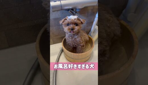 TVで紹介されたお風呂好きすぎる犬 #shorts #dog #pet #poodle #toypoodle #犬 #トイプードル #かわいい犬 #おもしろ動画 #癒し #かわいい