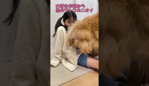 大好きな娘を超念入りに浮気チェックする大型犬【ゴールデンレトリバー】#shorts #箱入りクッキーはゴールデンレトリバー #goldenretriever