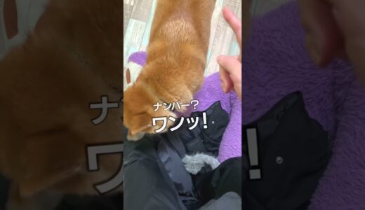 飼い主を放し飼いする柴犬こまちゃん#shorts