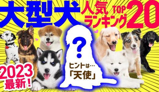 【2023年最新】大型犬人気ランキング❤️性格や飼いやすさも紹介！（参照：JKC年間犬籍登録頭数）