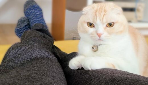 甘え方が、世界一かわいい子猫を無視した結果こうなった