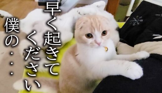 お昼寝していると子猫が騒いで起こすのでついて行くと...