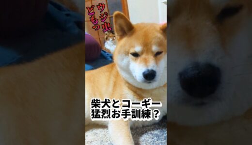 【犬猫アテレコ】柴犬とコーギーのお手を見守る猫