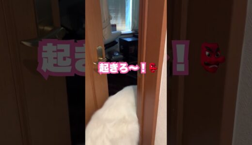 寝坊助な飼い主を起こしに来た超大型犬が毛布すぎて可愛いw #shorts