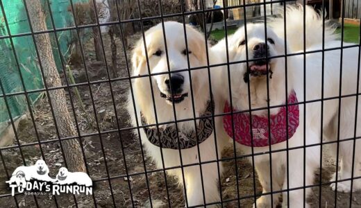 期間限定の末っ子で少しはしゃいでいるアランです　Great Pyrenees　グレートピレニーズ