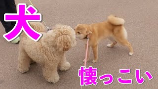 【初交流】人懐っこい犬は犬にも懐っこい　メリケンパークをぶらり　柴犬小夏生後７ヶ月