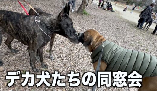 3年ぶりの開催となったデカ犬たちの祭り