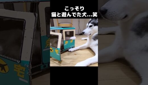 こっそり猫と遊んでた犬がこちら...#猫 #cat