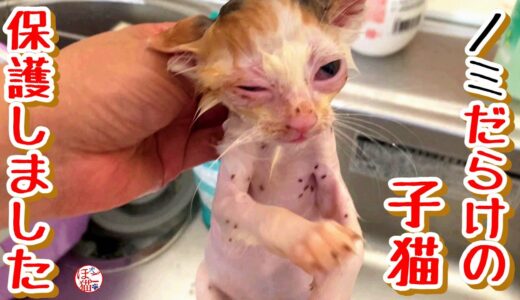 【お名前募集　子猫　保護犬】ノミだらけの子猫を保護しました