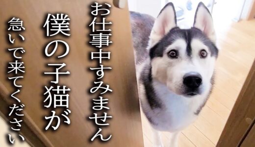 ハスキー犬が涙目で騒いでるのでついて行ってみると子猫が...