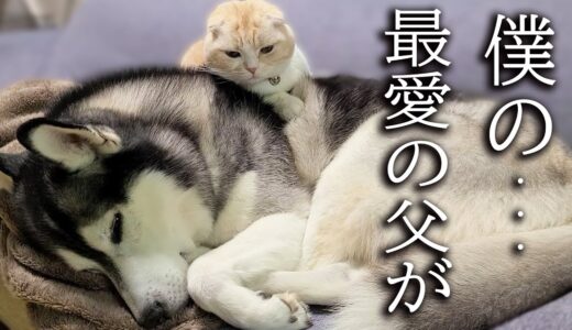 夜中に苦しそうな顔してる犬を看病する子猫がこちら