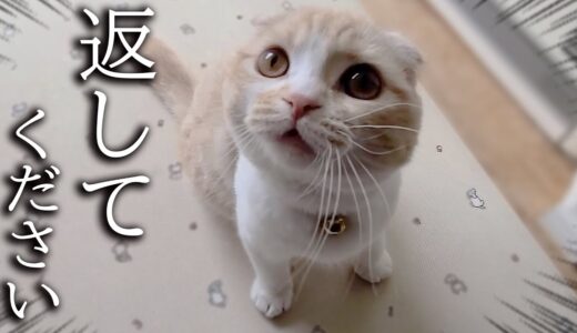 子猫のうんち片付けたら返せとニャーニャー文句言って飛びかかってきた...汗