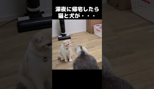 いつもより遅く帰宅したら猫と犬がこうなりました#猫 #shorts