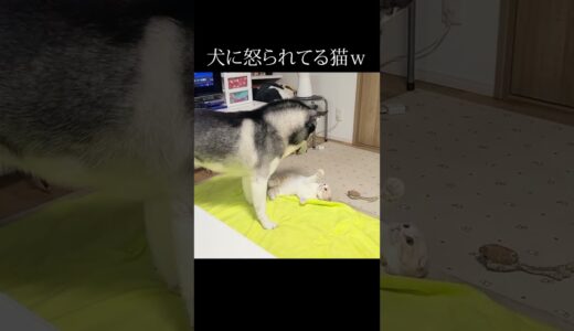 犬に怒られた猫はこうなる...笑#猫 #shorts