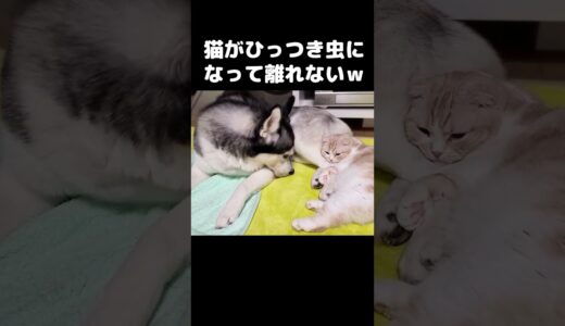 犬が散歩から戻ると猫がこうなりますｗ #猫 #shorts