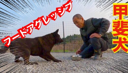 【危険】繁殖地獄から来た甲斐犬熊夫くんフードアグレッシブ