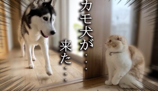 子猫がこっそり隠れて犬を驚かそうとした結果こうなった…