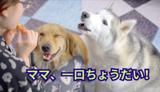 犬11匹, 猫16匹, 猿, アヒルを多頭飼育するトビファミリーのリアルな1日