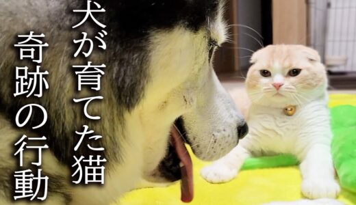 犬の仕草を一生懸命真似する猫がかわいい...