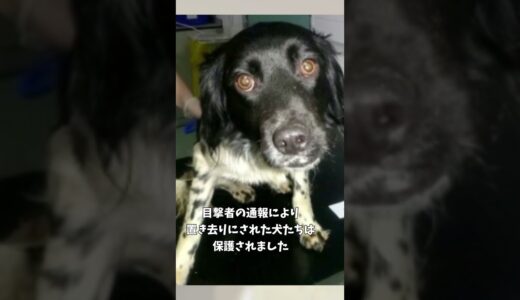 驚愕！車の中から降ろされ置き去りにされた犬＃shorts