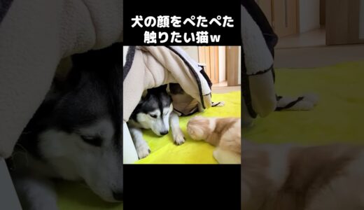 犬の顔をぺたぺた触りたい猫がかわいい...#猫 #cat