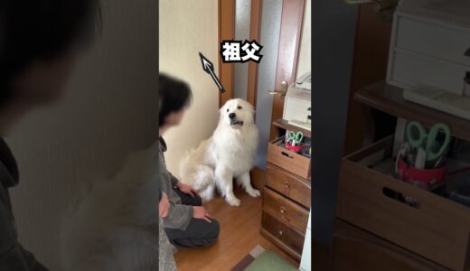 祖父が飼い主の超大型犬を強奪していきました２ #shorts