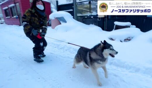 ハスキー犬との雪のお散歩が過酷すぎる！