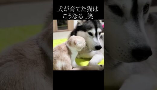 犬の事を自分の親だと思ってる猫がこちら...#猫