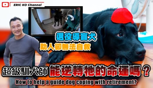 退役導盲犬🐶幫人卻無法自救🥲✨超級馴犬師能逆轉他的命運嗎?How to help a guide dog coping with retirement?