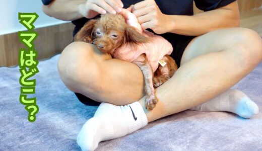 ママが不在で寂しくなって食欲がなくなった保護犬の桜ちゃん「ゴミ捨て場で拾った犬」