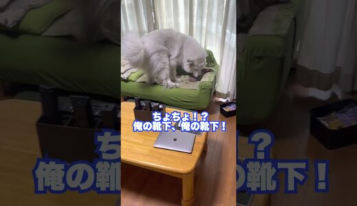 祖父が帰ってきてテンション爆上げでおてんばする超大型犬 #shorts