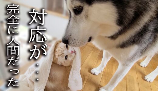 子猫のイタズラを目撃して怒ったら犬の対応がまるで人間のようだった