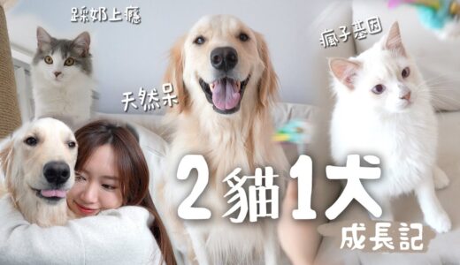 2貓1犬成長記｜我的貓快把機械人迫瘋了💢一天踩奶100次？會學人笑的金毛～和貓貓做了DNA測試，結果他們是來自⋯？