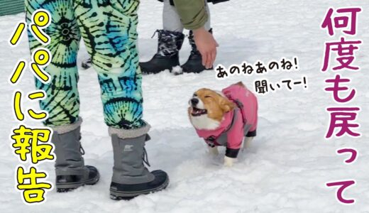 ドッグランで楽しいことがあると、逐一パパに報告に来る愛犬が可愛すぎた