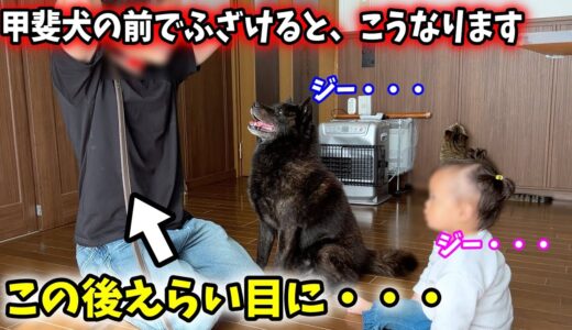 甲斐犬と娘の前でふざけてたらえらい目にあった・・・