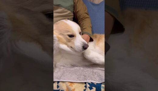 パパに身を任せ過ぎている犬（笑）【ボーダーコリー】#shorts