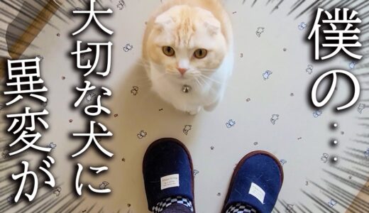 子猫がニャーニャー騒ぐのでついて行ってみると犬が...