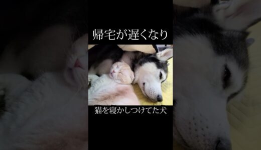 帰宅が遅くなり猫を寝かしつけていた犬・・・#猫 #shorts