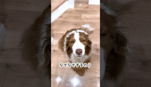 高速でしっぽをパタパタして撫でられ待ちしてる犬が尊すぎて罪【ボーダーコリー】 #shorts