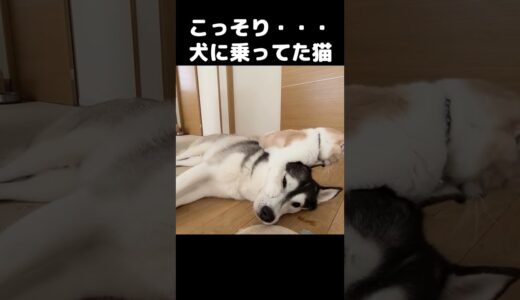 こっそり犬に登ってた猫がかわいい...#猫 #shorts