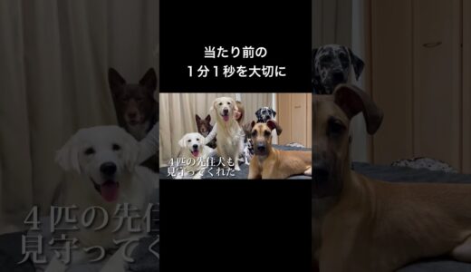 余命3ヶ月 超大型犬の子犬の物語！グレートデン子犬 #shorts