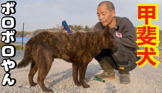 繁殖地獄から来た甲斐犬あまりにも酷い子トリミングして行きます！